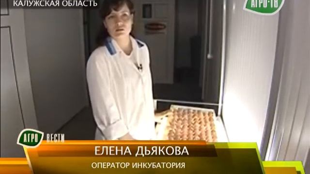 Цесарки под Калугой. смотреть онлайн