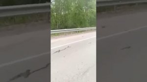 #медведь в ярости порвал #лексус как тузик грелку