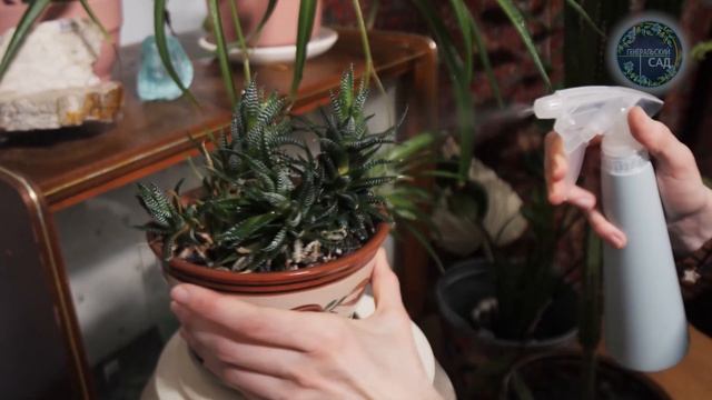 1 Ложка под любой домашний цветок и все цветы будут пышно Цвести круглый год! смотреть онлайн