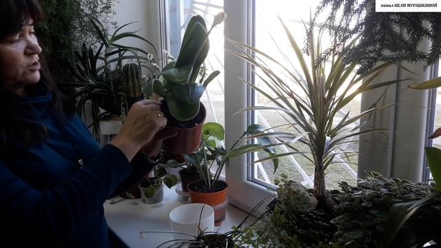 Родственник Гиппеаструма - ГЕМАНТУС. Общее описание, УХОД и РАЗМНОЖЕНИЕ. смотреть онлайн