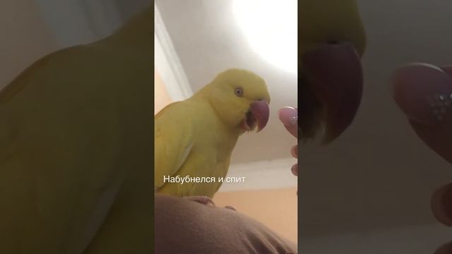 Ожереловый попугай спит на коленке. #ожереловыйпопугай #попугай смотреть онлайн