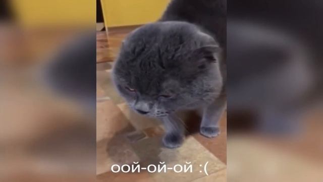 5 ПОРАЗИТЕЛЬНЫХ ФАКТОВ о КОТАХ. Не ешь меня! Смешные кошки и коты смотреть онлайн