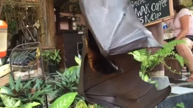 Балийская летучая собака смотреть онлайн