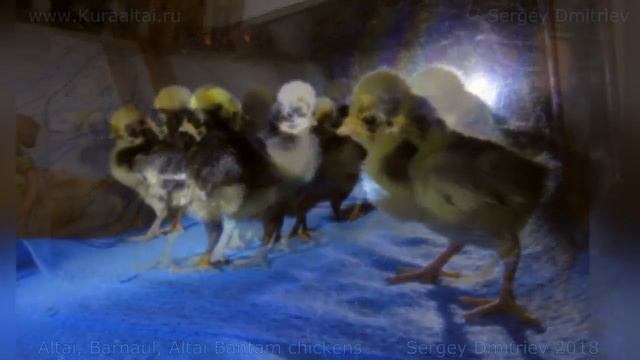 Дискотека для цыплят Altai Bantam #chickens Голландская белохохлая Disco for chickens смотреть онлайн