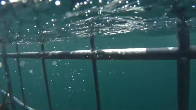 ЮАР Белая Акула смотреть онлайн