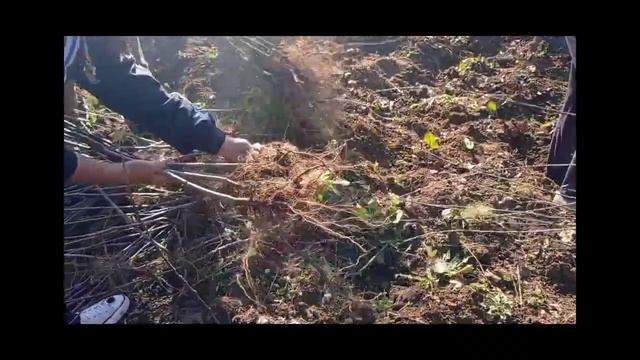 Uprooting Of Apple Seedlings And Sale In Ysp Uhf Nauni ??