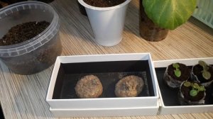 ПРОБУЖДЕНИЕ ГЛОКСИНИЙ ПОСЛЕ ЗИМЫ