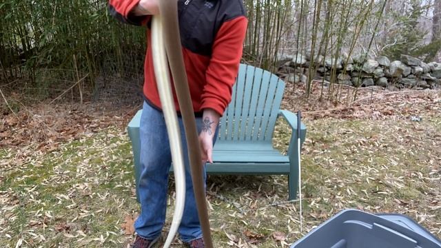 Meet the collection: Part 15, My adult female Olive python смотреть онлайн