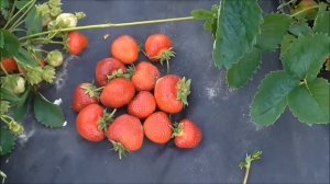 ЛИЯ САХАРНАЯ - истинно сахарный вкус клубники. / 14.06.19.