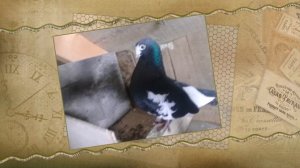 История курских старинных Белозёровских-Ламоновских голубей