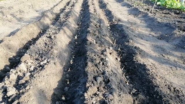 ?❓ КОГДА ЖЕ ВСЕ-ТАКИ ВЫСАЖИВАТЬ ПОД ЗИМУ ЛУК И ЧЕСНОК. СРОКИ ПОСАДКИ. СПРАШИВАЕТЕ - ОТВЕЧАЮ смотреть онлайн