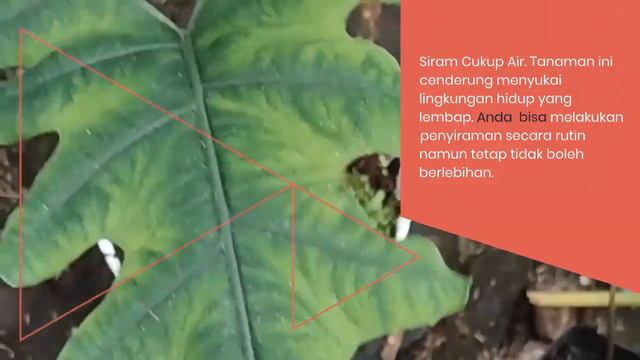 Easy Ways to Plant & Care for Alocasia Sabrina | Cara Mudah Menanam & Merawat Alocasia Sabrina смотреть онлайн