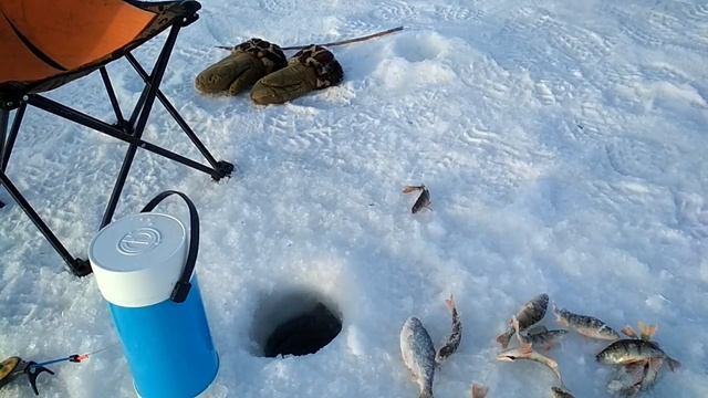 В глухозимье отличный клёв окуня.Как ловить на безмотылку.Как ловить на безнасадочную мормышку. смотреть онлайн