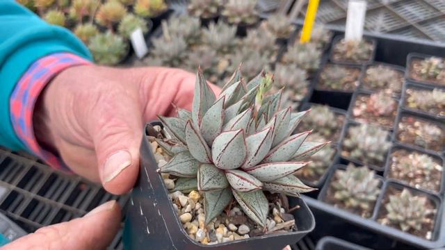 Echeveria Purpusorum