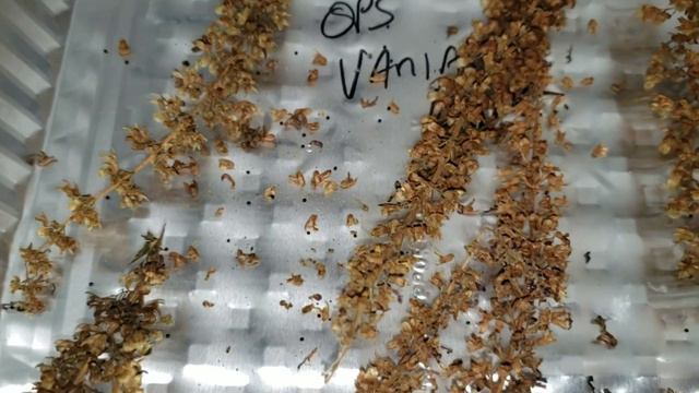 Drying out & Storing Coleus Seed Stalks before separating Seeds. смотреть онлайн