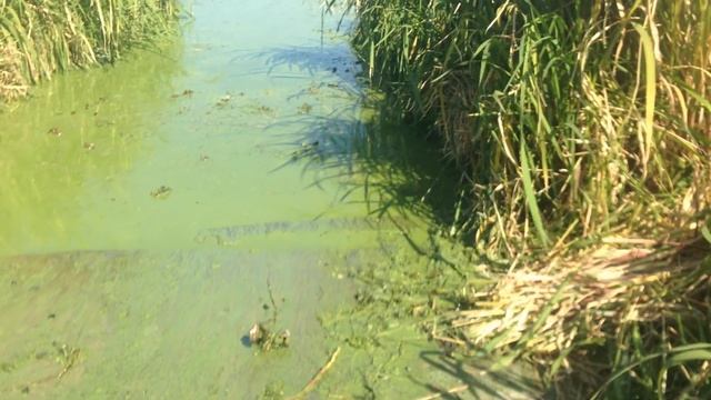 киевское водохранилище цветет лодка смотреть онлайн