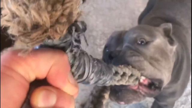 Американский булли злой?