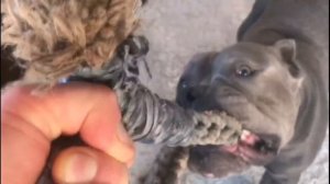 Американский булли злой?