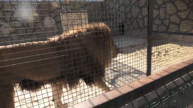 Сегодня настоящий праздник - Витя в эфире! Today is a real holiday - Vitya is on the air! смотреть онлайн
