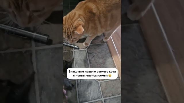 Ржу не могу смотреть онлайн