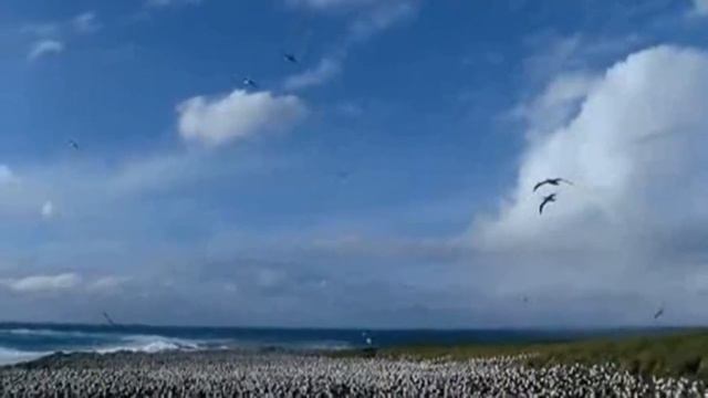 Mozart Royal Orchestra Две стихии смотреть онлайн