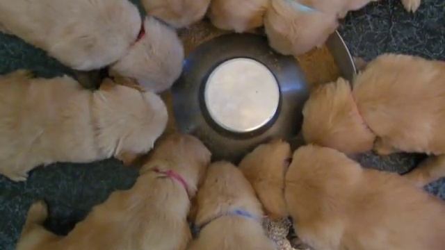 Eukanuba puppy mush for the "Brady Bunch" смотреть онлайн