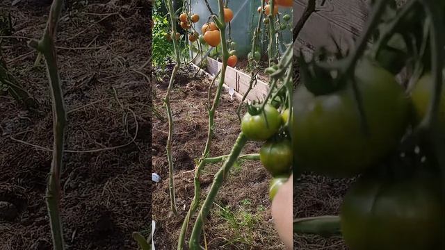 Томат Козула 25 в теплице на 27.08.22 г. Киров. смотреть онлайн