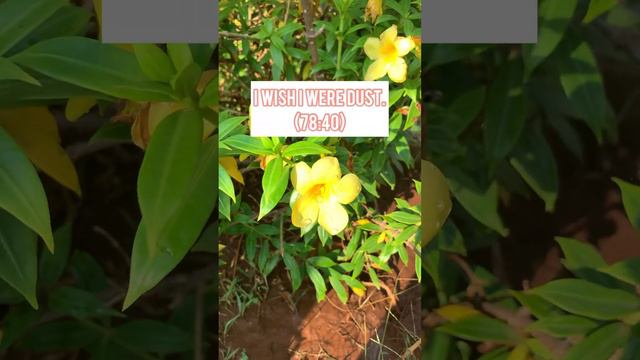 Regrets mentioned in Qur’an|| Vibe Of Deen|| #islam #islamicstatus #quran #regrets #vibeofdeen смотреть онлайн