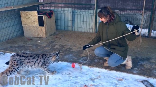 УДАЛОСЬ ЛИ ПОГЛАДИТЬ ОДИЧАЛУЮ РЫСЬ？