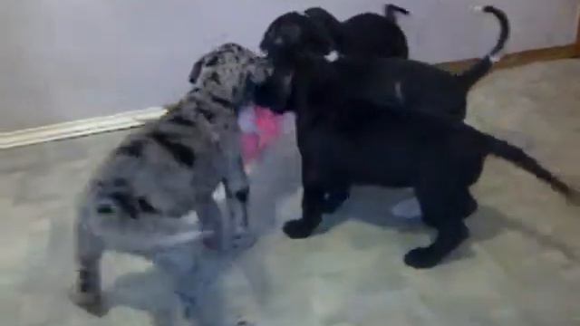 Звезда Дона - щенки помет "А". смотреть онлайн