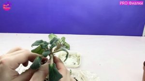 Ужасная ФИАЛКА  Как СПАСТИ и ВЫХОДИТЬ погибающую фиалку