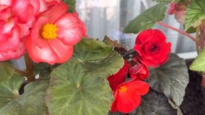 Цветы на балконе! ??? Бегония , Анютины глазки, петунья и гладиолусы!