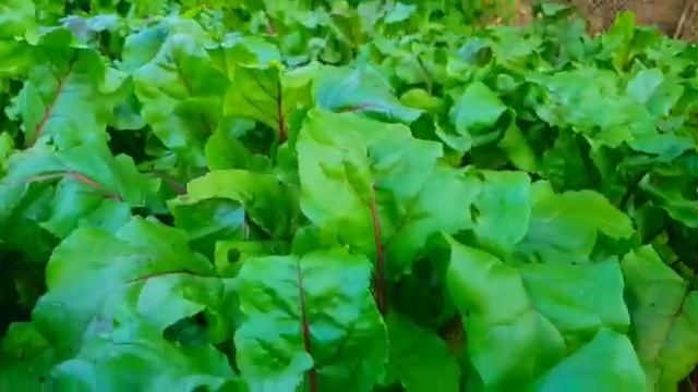 Подробный обзор на бабушкин огород❗❗❗ Никита и Милена. смотреть онлайн