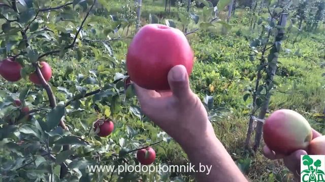 Яблоня сорт Лигол смотреть онлайн