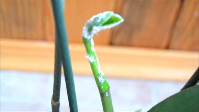 Орхидеи  с паразитами.