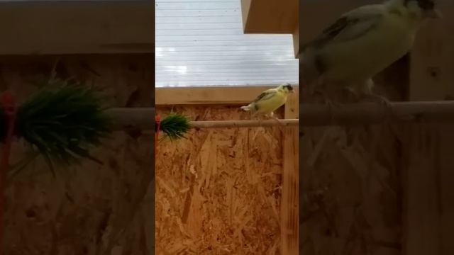 Kanarienvogel Jungvogel mit Muttertier. Птенец канарейки покинул гнездо . смотреть онлайн