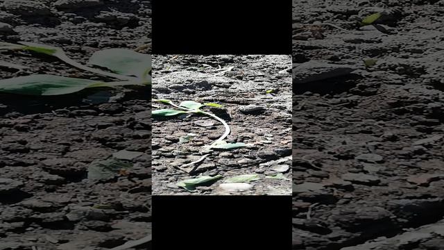 Бахча в огороде