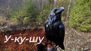 Первый полёт с дроном / Родник - это купалка / Почему Гоша напал на сороку?