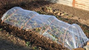 Как правильно укрыть клубнику на зиму