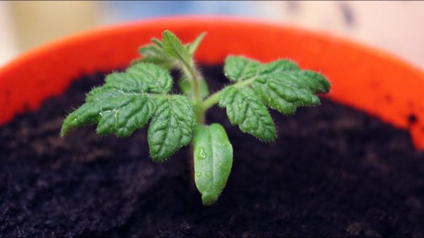 Сроки посадки помидор на рассаду по регионам. Когда сажать томаты на рассаду?