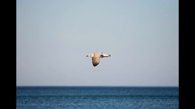 RIM Meditation 9-23 Letting Go 6 смотреть онлайн