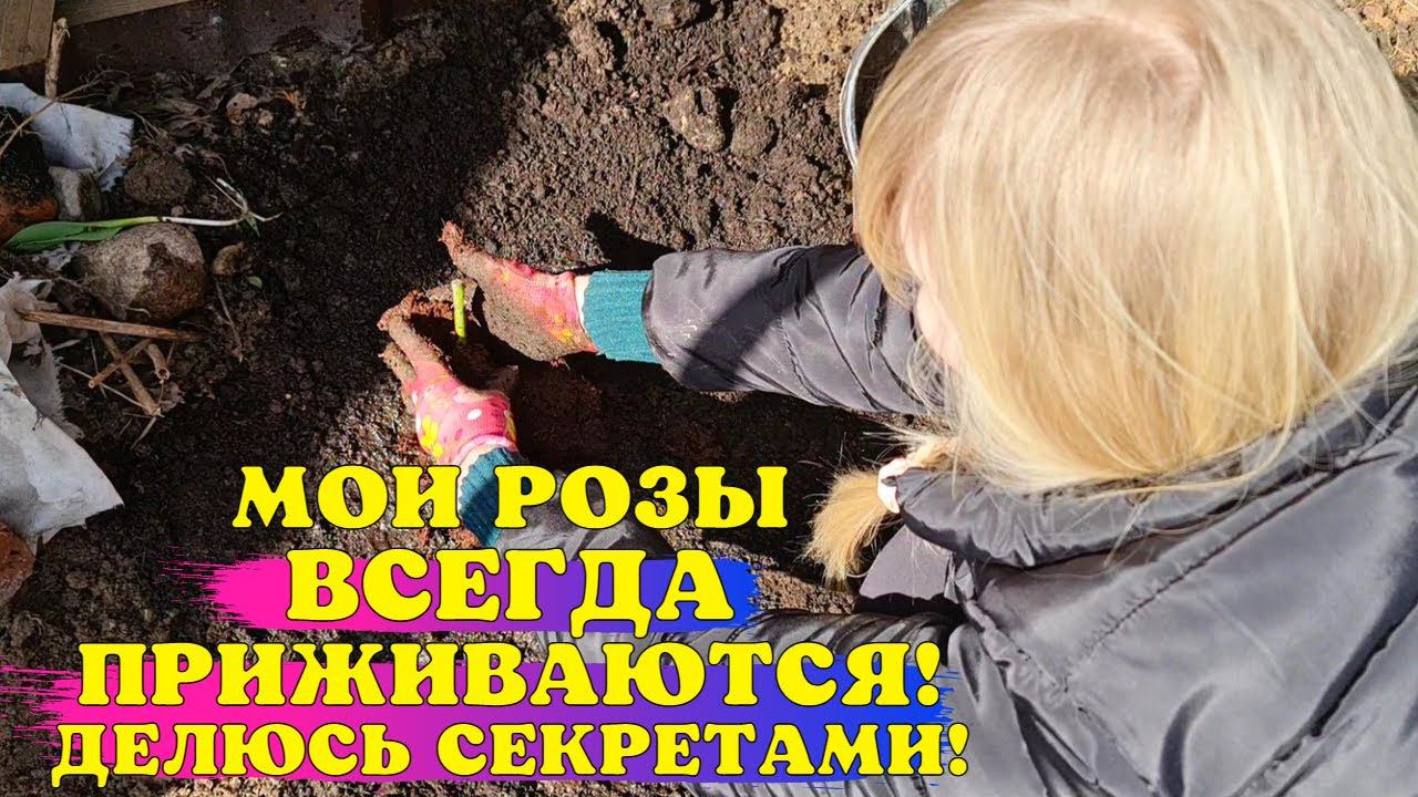НЕ САЖАЙТЕ РОЗЫ пока НЕ ПОСМОТРИТЕ ЭТО видео! Делюсь СЕКРЕТАМИ ПРАВИЛЬНОЙ посадки смотреть онлайн