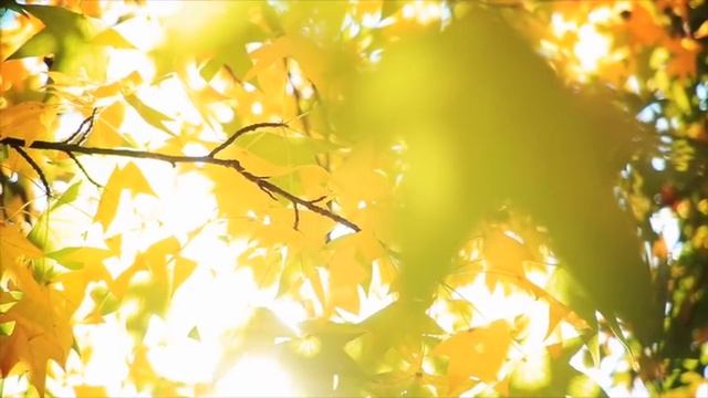 СТРОЙНОСТЬ КАК НОРМА. Почему диета не помогает или как похудеть навсегда? Ада Кондэ смотреть онлайн