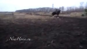 Владимирский тяжеловоз