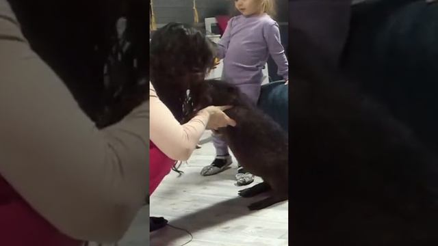Very Dangerous Beaver lives at my house смотреть онлайн