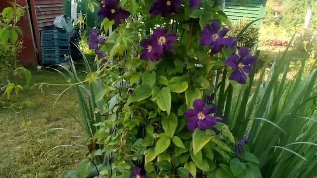 ?Клематисы в середине августа ?.Уход за клематисами в течении лета.? смотреть онлайн