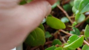 Пеперомия. Комнатные растения.Уход, размножение и содержание в домашних условиях.Peperomia.