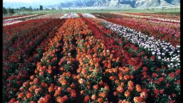 Видео на песню "Я подарю тебе" смотреть онлайн