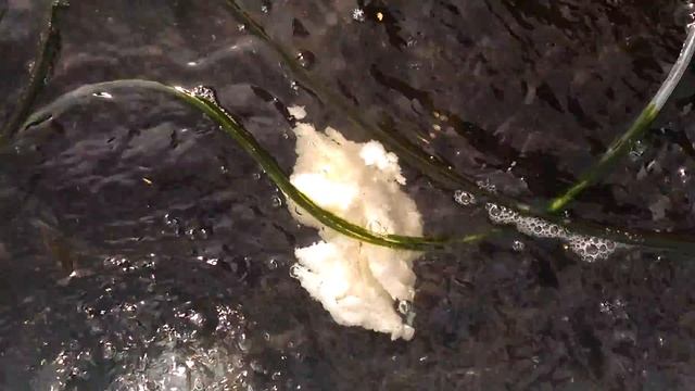 Кормление карася белым хлебом смотреть онлайн