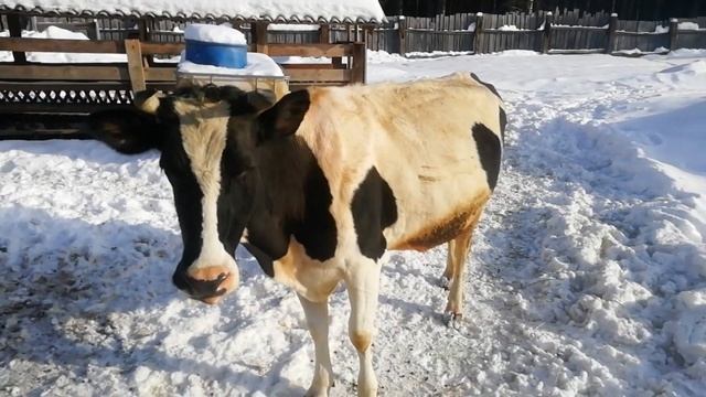 Выгуливаем коров смотреть онлайн